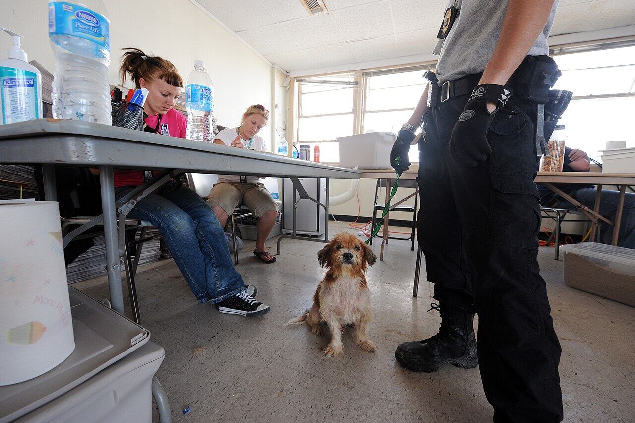 Dog at a disaster shelter beside volunteers